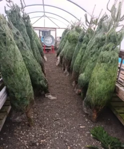 buy Christmas tree liquidation pallets France