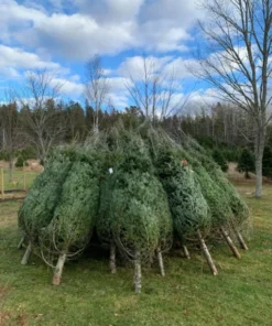 buy Christmas tree liquidation pallets France