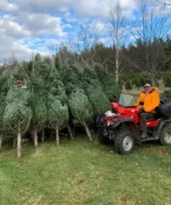 buy Christmas tree liquidation pallets France